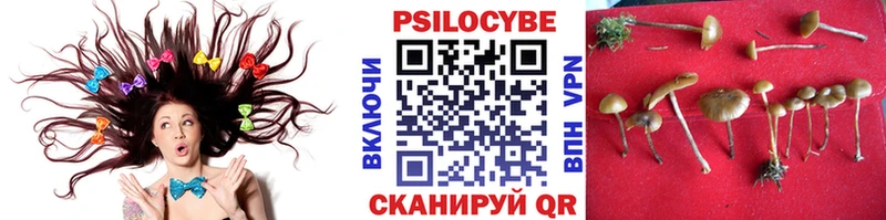 Купить закладки  Йошкар-Ола  Псилоцибиновые грибы MAGIC MUSHROOMS 